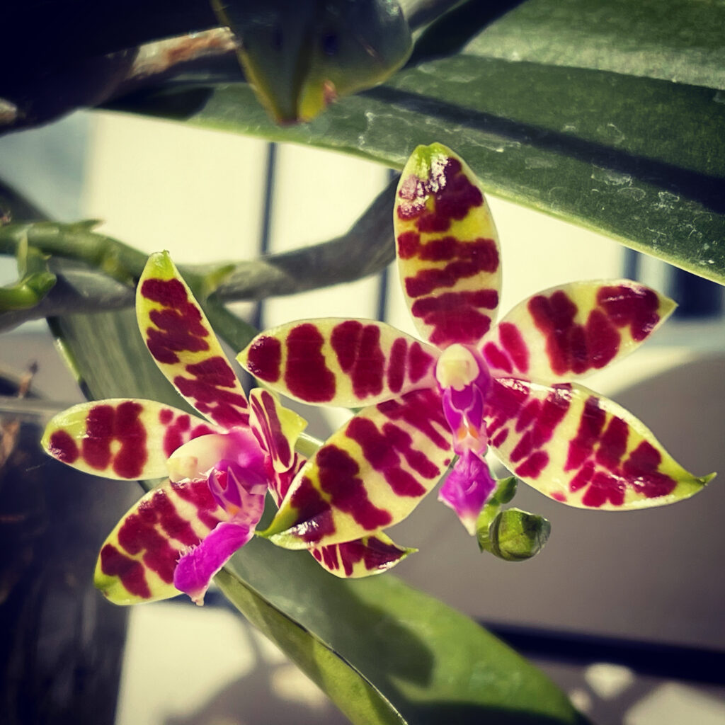 Foto del fiore della Phalaenopsis bastiani, un fiore di picocle dimensioni, circa 3cm con fondo bianco e striature rosso porpora. I petali sono molto lucidi, quasi cerati. Particolare il labello di colore fucsia. 