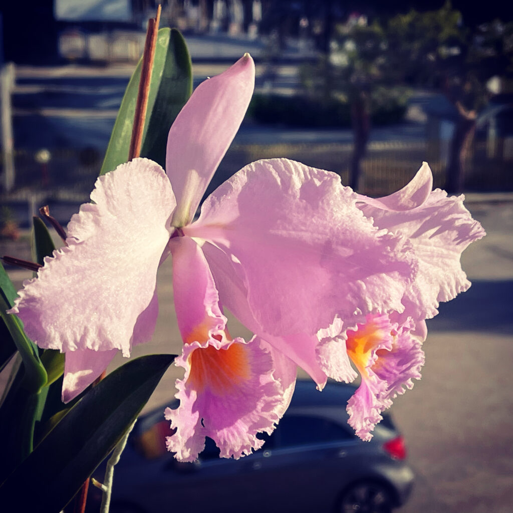 Foto della Cattleya schroederae, un fiore di generose dimensioni completamente rosa con un cerchio giallo/arancio sul labello. Il labello è molto sfrangiato.